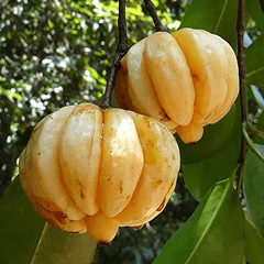 Garcinia